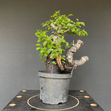 Lade das Bild in den Galerie-Viewer, Bonsai Felsenkirsche / Steinweichsel / Prunus Mahaleb-Rohmaterial-Yamadori-Bonsai Gilde
