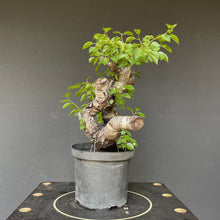 Lade das Bild in den Galerie-Viewer, Bonsai Felsenkirsche / Steinweichsel / Prunus Mahaleb-Rohmaterial-Yamadori-Bonsai Gilde

