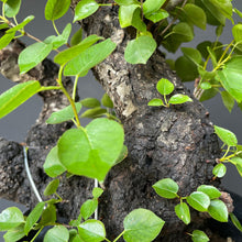 Lade das Bild in den Galerie-Viewer, Bonsai Felsenkirsche / Steinweichsel / Prunus Mahaleb-Rohmaterial-Yamadori-Bonsai Gilde
