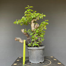 Lade das Bild in den Galerie-Viewer, Bonsai Felsenkirsche / Steinweichsel / Prunus Mahaleb-Rohmaterial-Yamadori-Bonsai Gilde
