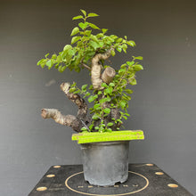 Lade das Bild in den Galerie-Viewer, Bonsai Felsenkirsche / Steinweichsel / Prunus Mahaleb-Rohmaterial-Yamadori-Bonsai Gilde
