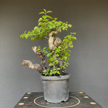 Lade das Bild in den Galerie-Viewer, Bonsai Felsenkirsche / Steinweichsel / Prunus Mahaleb-Rohmaterial-Yamadori-Bonsai Gilde
