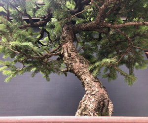 Bonsai Fichte / Picea abies