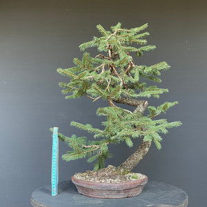 Bonsai Fichte / Picea abies-Bonsai-Bonsai Gilde