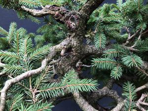 Bonsai Fichte / Picea abies