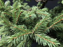 Lade das Bild in den Galerie-Viewer, Bonsai Fichte / Picea abies
