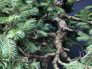 Bonsai Fichte / Picea abies