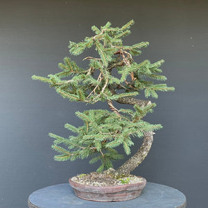 Bonsai Fichte / Picea abies-Bonsai-Bonsai Gilde