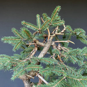 Bonsai Fichte / Picea abies-Bonsai-Bonsai Gilde