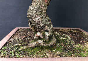 Bonsai Fichte / Picea abies