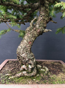 Bonsai Fichte / Picea abies