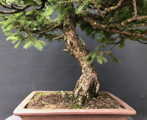 Bonsai Fichte / Picea abies