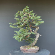 Lade das Bild in den Galerie-Viewer, Bonsai Fichte / Picea abies-Bonsai-Bonsai Gilde
