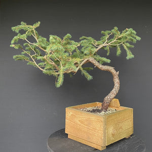 Bonsai Fichte / Picea abies-Rohmaterial-Yamadori-Bonsai Gilde