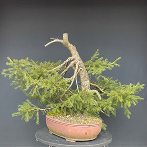 Bonsai Fichte / Picea abies-Rohmaterial-Yamadori-Bonsai Gilde