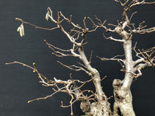 Lade das Bild in den Galerie-Viewer, Bonsai Gemeine Hasel / Corylus avellana-Bonsai-Bonsai Gilde
