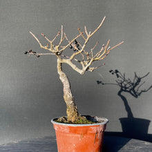 Lade das Bild in den Galerie-Viewer, Bonsai Gemeiner Liguster / Ligustrum vulgare-Rohmaterial-Yamadori-Bonsai Gilde
