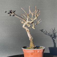Lade das Bild in den Galerie-Viewer, Bonsai Gemeiner Liguster / Ligustrum vulgare-Rohmaterial-Yamadori-Bonsai Gilde
