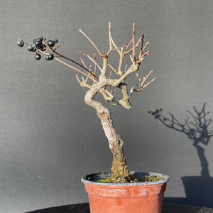 Bonsai Gemeiner Liguster / Ligustrum vulgare-Rohmaterial-Yamadori-Bonsai Gilde