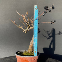 Lade das Bild in den Galerie-Viewer, Bonsai Gemeiner Liguster / Ligustrum vulgare-Rohmaterial-Yamadori-Bonsai Gilde
