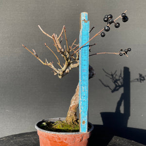 Bonsai Gemeiner Liguster / Ligustrum vulgare-Rohmaterial-Yamadori-Bonsai Gilde