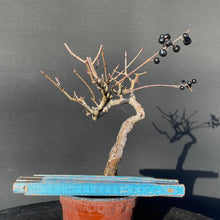 Lade das Bild in den Galerie-Viewer, Bonsai Gemeiner Liguster / Ligustrum vulgare-Rohmaterial-Yamadori-Bonsai Gilde
