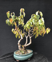 Lade das Bild in den Galerie-Viewer, Bonsai Hartriegel / Cornus mas-Bonsai-Bonsai Gilde
