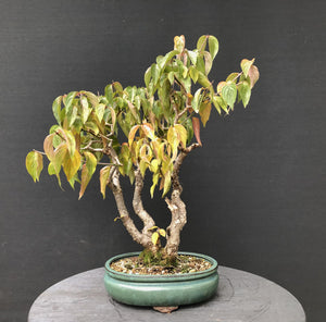 Bonsai Hartriegel / Cornus mas-Bonsai-Bonsai Gilde
