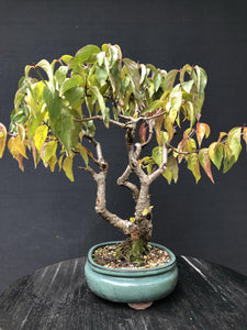 Bonsai Hartriegel / Cornus mas-Bonsai-Bonsai Gilde