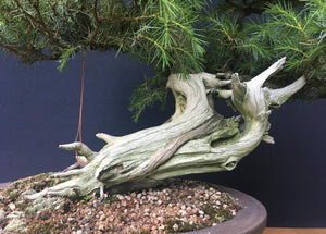 Bonsai Igelwacholder / Juniperus Rigida-Bonsai-Bonsai Gilde