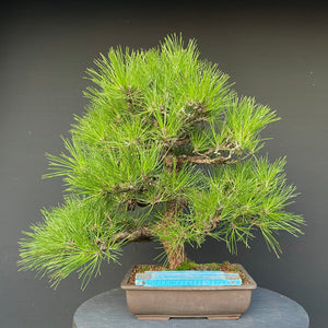 Bonsai Japanische Schwarzkiefer / Pinus thunbergii-Bonsai-Bonsai Gilde