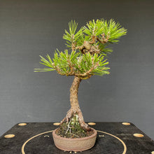 Lade das Bild in den Galerie-Viewer, Bonsai Japanische Schwarzkiefer / Pinus thunbergii-Bonsai-Bonsai Gilde
