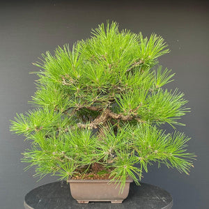 Bonsai Japanische Schwarzkiefer / Pinus thunbergii-Bonsai-Bonsai Gilde