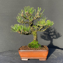 Lade das Bild in den Galerie-Viewer, Bonsai Japanische Schwarzkiefer / Pinus thunbergii-Bonsai-Bonsai Gilde
