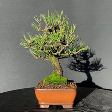 Lade das Bild in den Galerie-Viewer, Bonsai Japanische Schwarzkiefer / Pinus thunbergii-Bonsai-Bonsai Gilde

