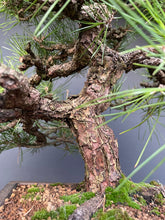 Lade das Bild in den Galerie-Viewer, Bonsai Japanische Schwarzkiefer / Pinus thunbergii-Bonsai-Bonsai Gilde
