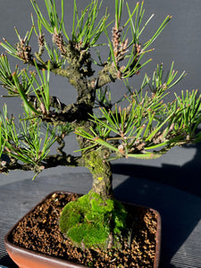 Bonsai Japanische Schwarzkiefer / Pinus thunbergii-Bonsai-Bonsai Gilde