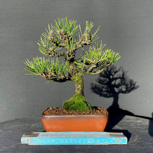 Bonsai Japanische Schwarzkiefer / Pinus thunbergii-Bonsai-Bonsai Gilde