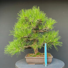 Lade das Bild in den Galerie-Viewer, Bonsai Japanische Schwarzkiefer / Pinus thunbergii-Bonsai-Bonsai Gilde
