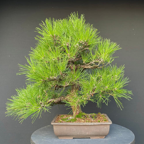 Bonsai Japanische Schwarzkiefer / Pinus thunbergii-Bonsai-Bonsai Gilde