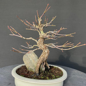 Bonsai Japanischer Fächerahorn / Acer palmatum „arakawa“-Bonsai-Bonsai Gilde