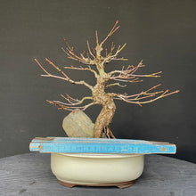 Lade das Bild in den Galerie-Viewer, Bonsai Japanischer Fächerahorn / Acer palmatum „arakawa“-Bonsai-Bonsai Gilde
