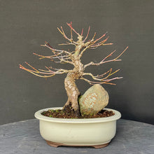 Lade das Bild in den Galerie-Viewer, Bonsai Japanischer Fächerahorn / Acer palmatum „arakawa“-Bonsai-Bonsai Gilde
