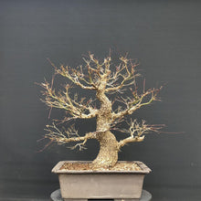 Lade das Bild in den Galerie-Viewer, Bonsai Japanischer Fächerahorn / Acer palmatum „arakawa“-Rohmaterial-Yamadori-Bonsai Gilde
