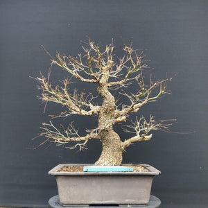 Bonsai Japanischer Fächerahorn / Acer palmatum „arakawa“-Rohmaterial-Yamadori-Bonsai Gilde