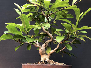 Bonsai Magnolia / Magnolie-Bonsai-Bonsai Gilde