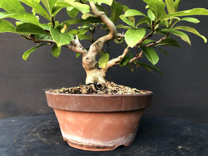 Bonsai Magnolia / Magnolie-Bonsai-Bonsai Gilde