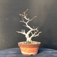 Lade das Bild in den Galerie-Viewer, Bonsai Magnolia / Magnolie-Bonsai-Bonsai Gilde
