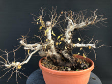 Lade das Bild in den Galerie-Viewer, Bonsai Orientalische Hainbuche / Carpinus orientalis-Rohmaterial-Yamadori-Bonsai Gilde
