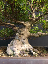 Lade das Bild in den Galerie-Viewer, Bonsai Satsuki Azalee / Rhododendron indicum-Bonsai-Bonsai Gilde
